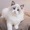 a cute white kitty with blue eyes